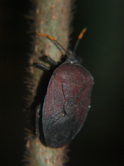 Coridius lividus