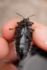 Sternocera orissa variabilis