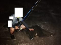 Myliobatis chilensis