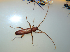 Afronoserius angolensis