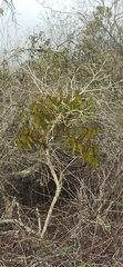 Phoradendron berteroanum