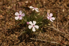 Phlox longifolia longifolia