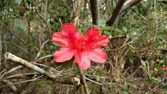 Rhododendron