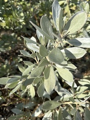 Conocarpus
