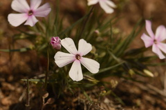 Phlox longifolia longifolia