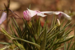 Phlox longifolia longifolia