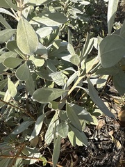 Conocarpus