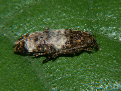 Apomecyna binubila