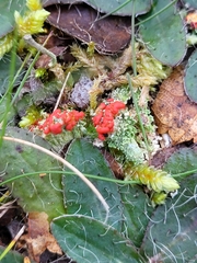 Cladonia pleurota