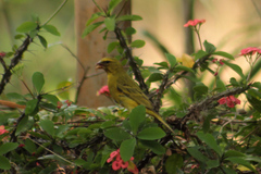 Crithagra sulphurata