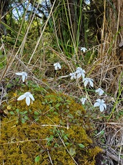 Wahlenbergia albomarginata