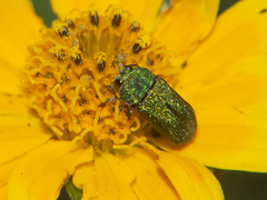 Acmaeodera