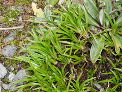 Dolichoglottis lyallii