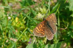 Melitaea diamina