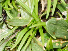 Dolichoglottis lyallii