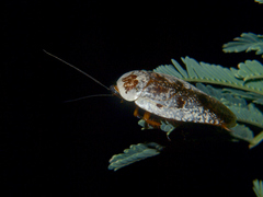 Gyna caffrorum