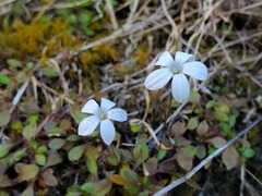 Wahlenbergia albomarginata