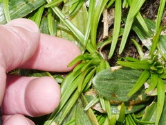 Dolichoglottis lyallii