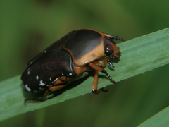 Stethodesma strachani