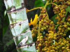 Icterus auricapillus