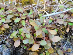 Wahlenbergia albomarginata