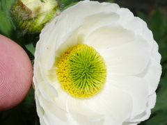 Ranunculus buchananii