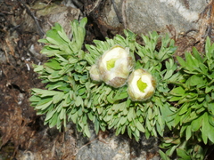 Ranunculus buchananii
