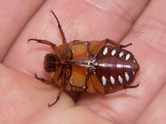 Stethodesma strachani