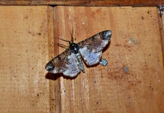 Iridopsis chalcea