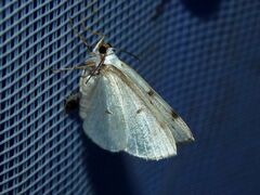 Lomographa bimaculata