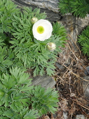 Ranunculus buchananii