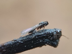 Hymenoptera