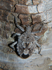 Atelocera