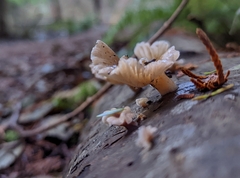 Scytinotus longinquus