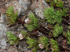 Ranunculus buchananii