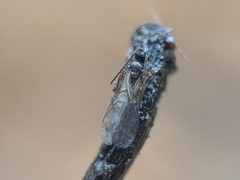 Hymenoptera
