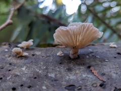 Scytinotus longinquus