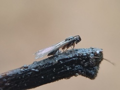 Hymenoptera