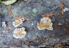 Scytinotus longinquus