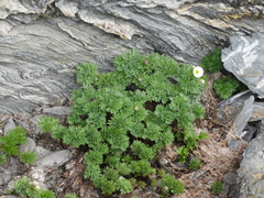 Ranunculus buchananii