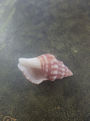 Peristerniinae