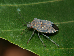 Halyomorpha