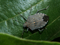 Halyomorpha