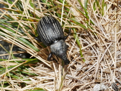 Lyperobius cupiendus