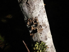 Lobaria anomala