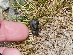 Lyperobius cupiendus