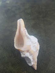 Triplofusus giganteus