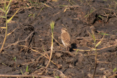 Gymnoris superciliaris