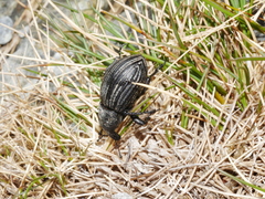 Lyperobius cupiendus