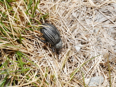 Lyperobius cupiendus